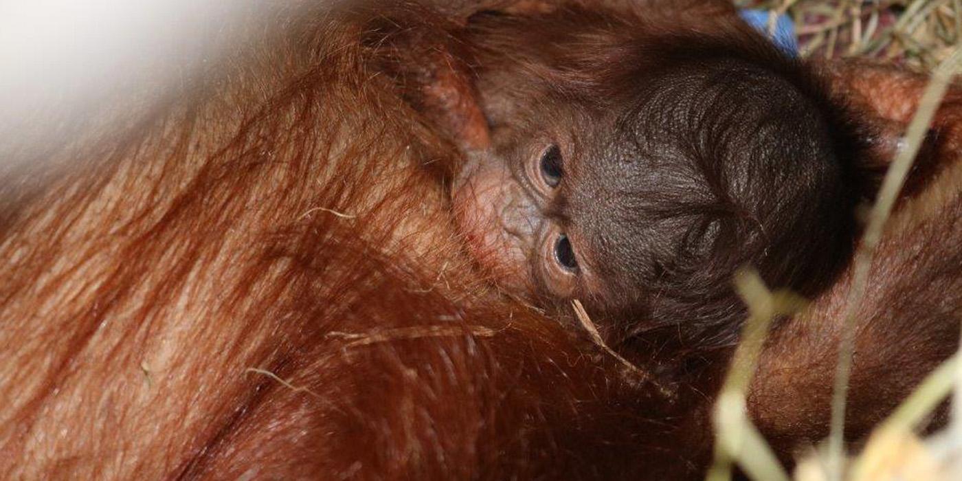 Batang nurses her infant.