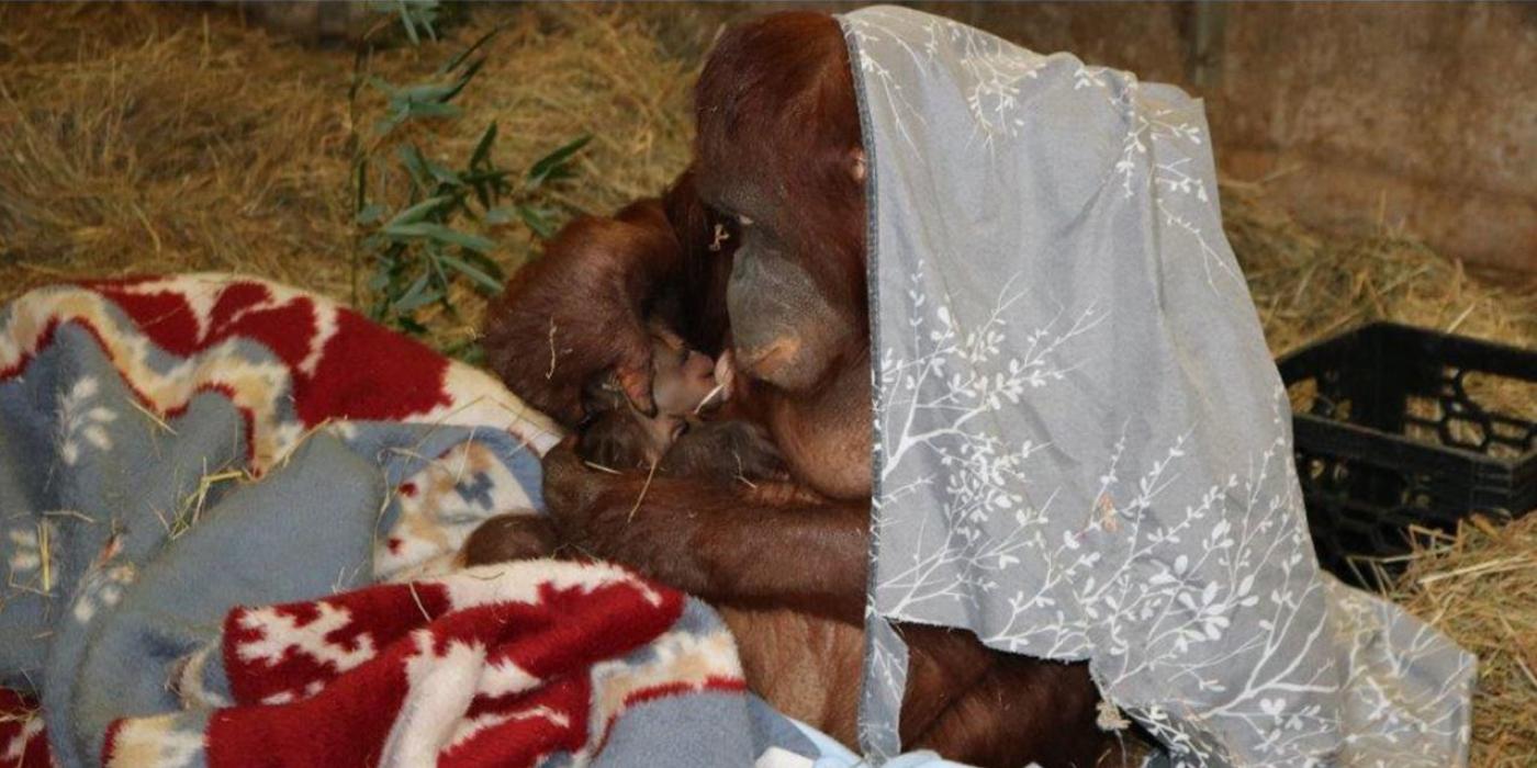 Batang nurses her infant.