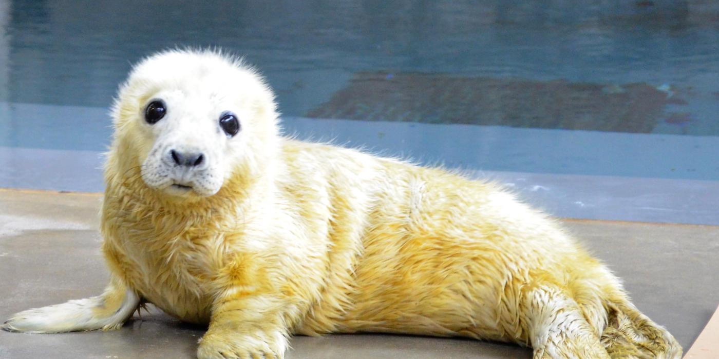 Gray Seal Pup