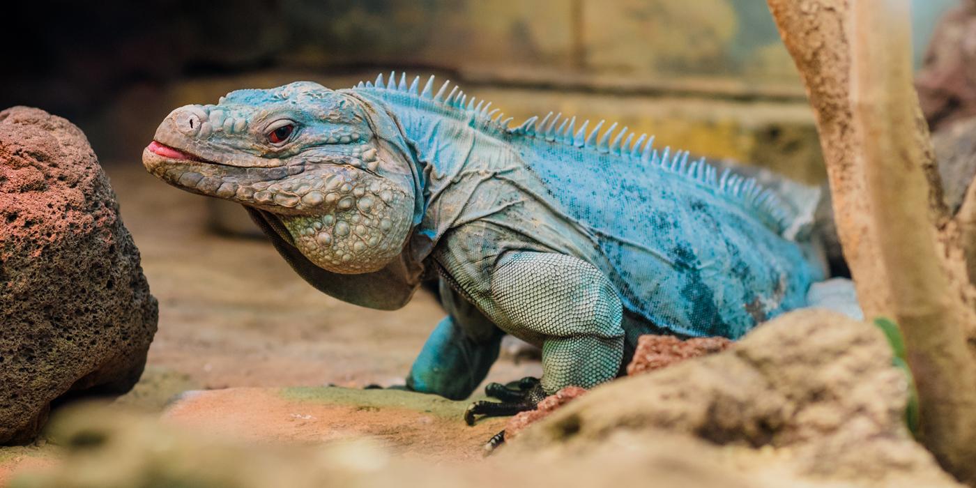 Grand Cayman Blue Iguana