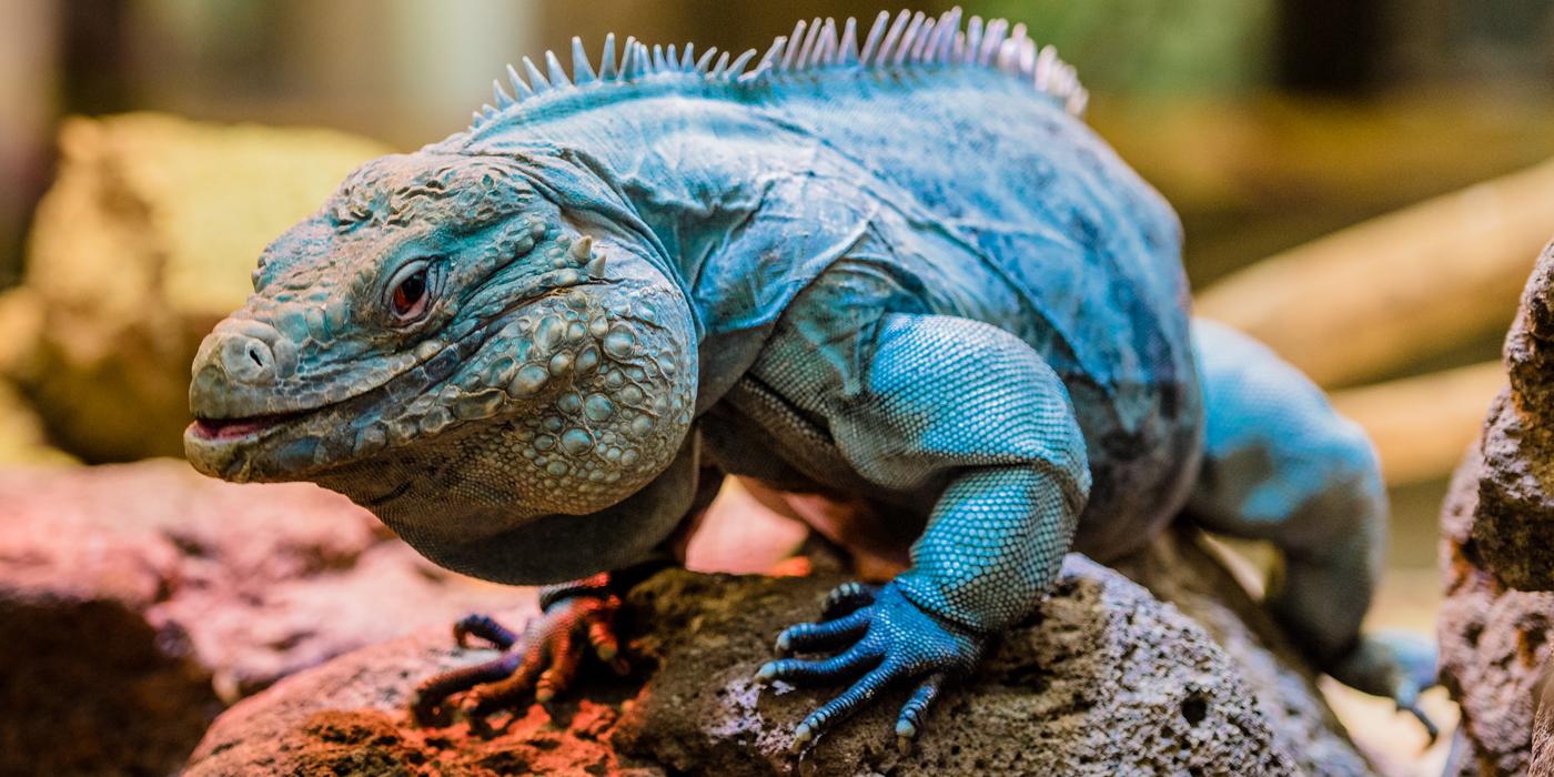 Grand Cayman Blue Iguana