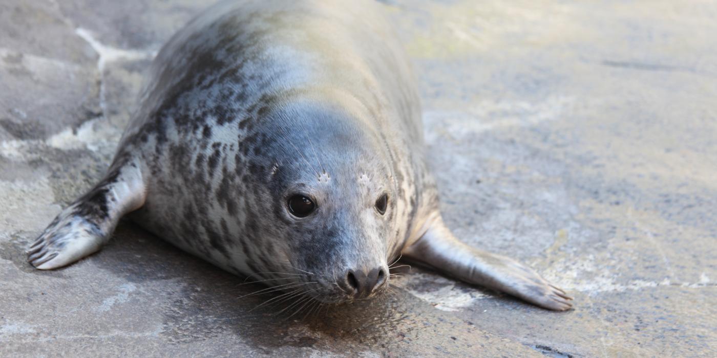 Gray seal Birdie explores her habitat on American Trail 