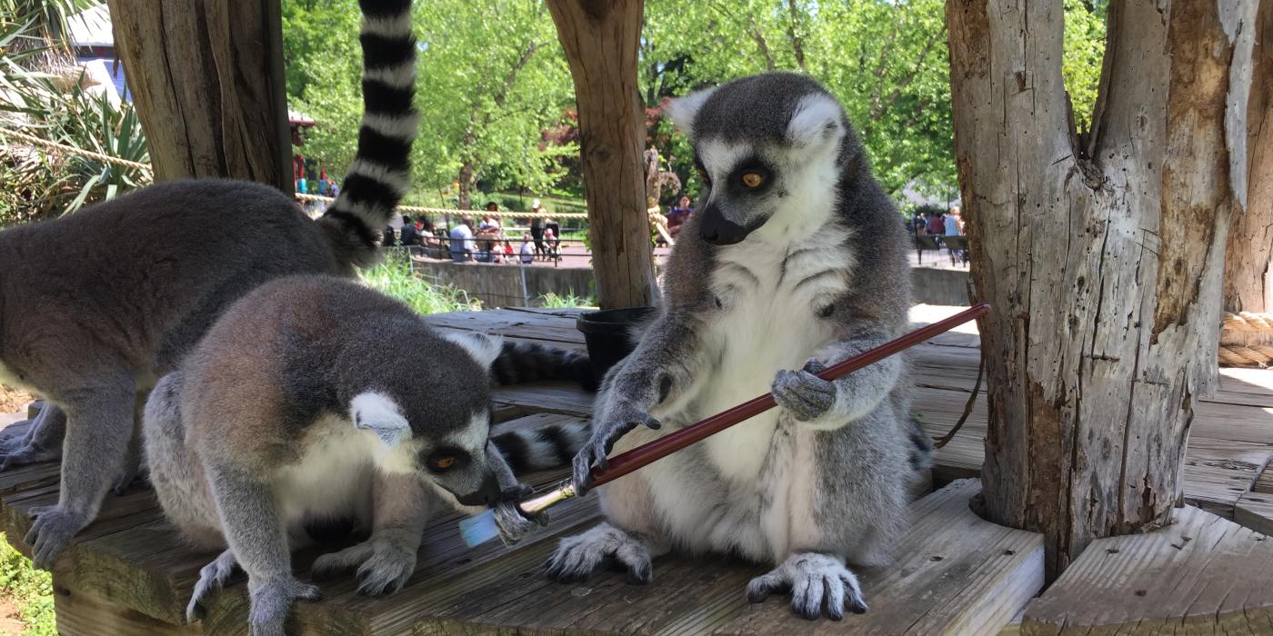 Ring-Tailed Lemurs