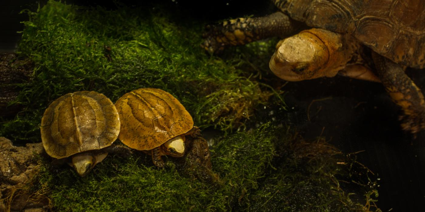 Two newly hatched Bourret’s box turtles and an adult box turtle sitting on moss
