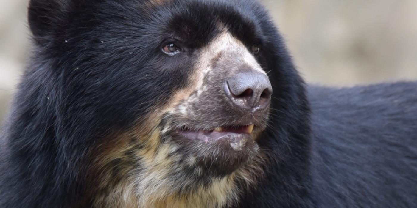 Andean bear Bouba