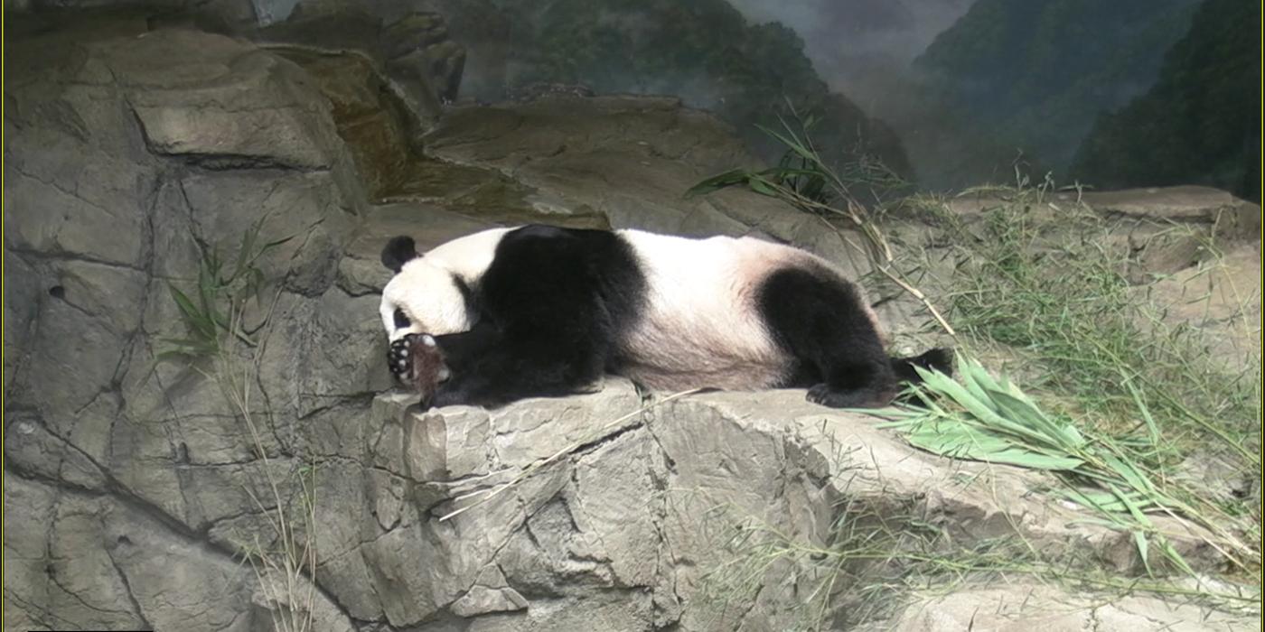 Mei Xiang sleeping