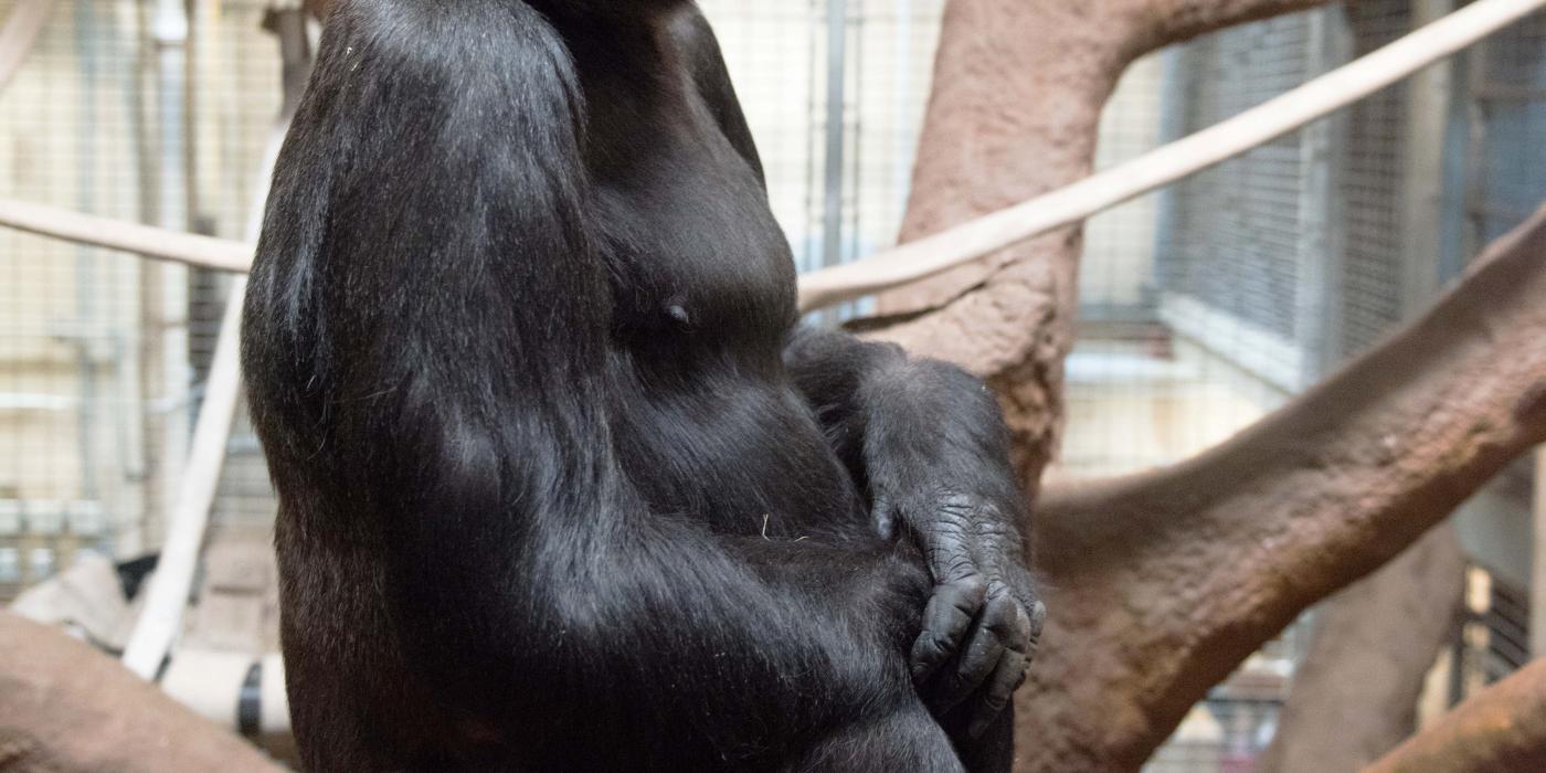 Western Lowland Gorilla Calaya