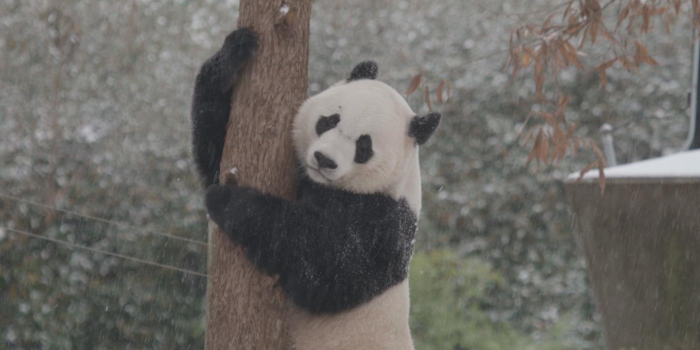 Bei Bei climbing a tree in the snow