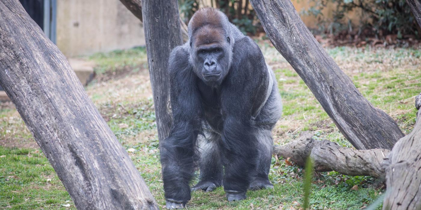 Western lowland gorilla Baraka stands in the grass of his outdoor habitat, surrounded by logs.