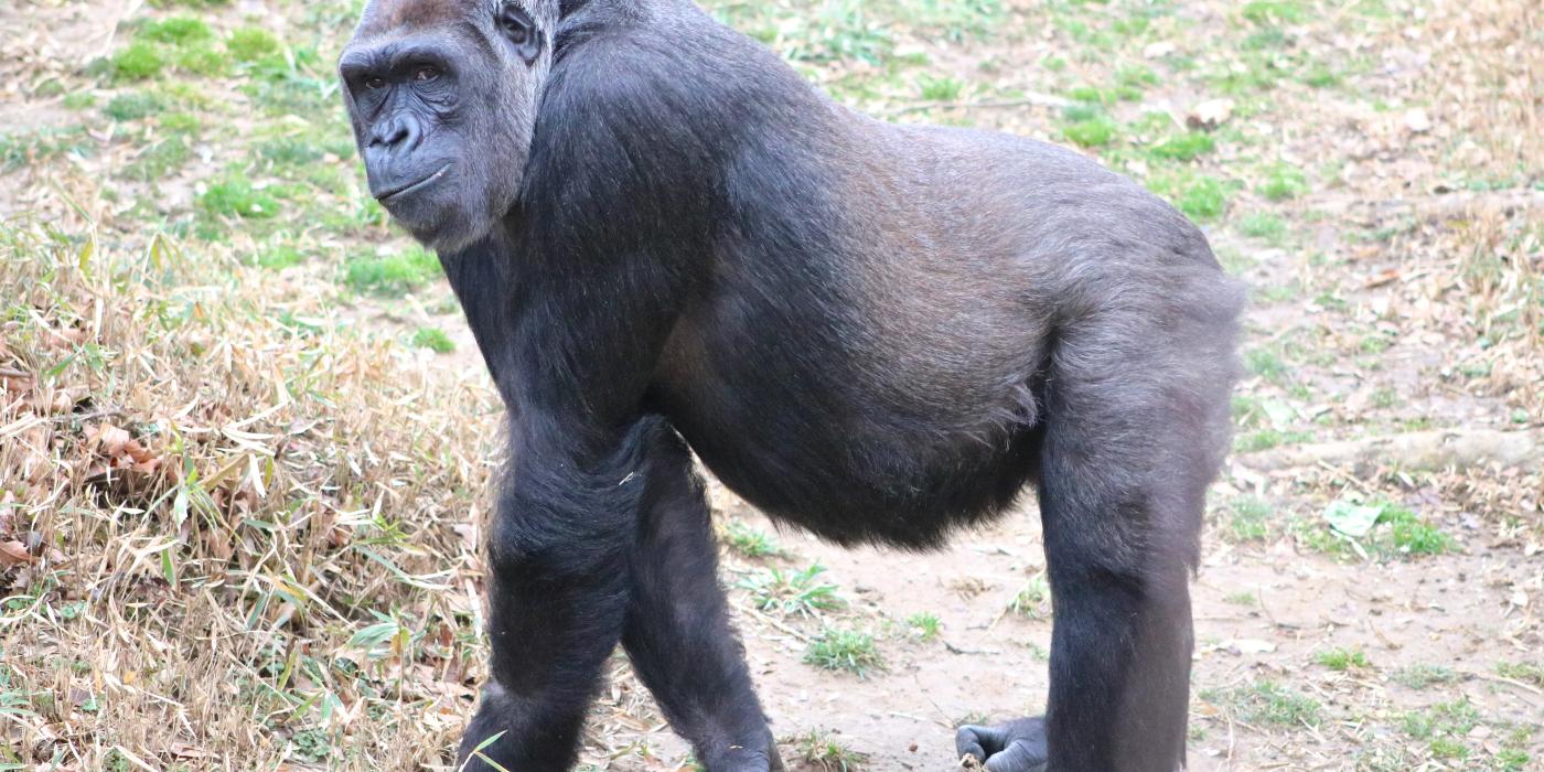 Pregnant western lowland gorilla Calaya. 