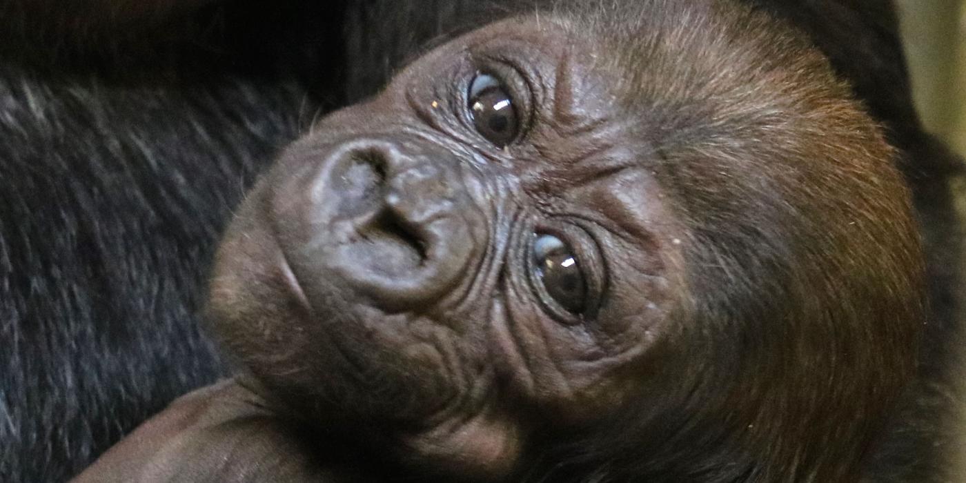 One month old western lowland gorilla Moke. 