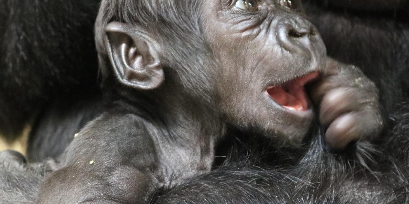 Western lowland gorilla infant Moke at 5 months old.