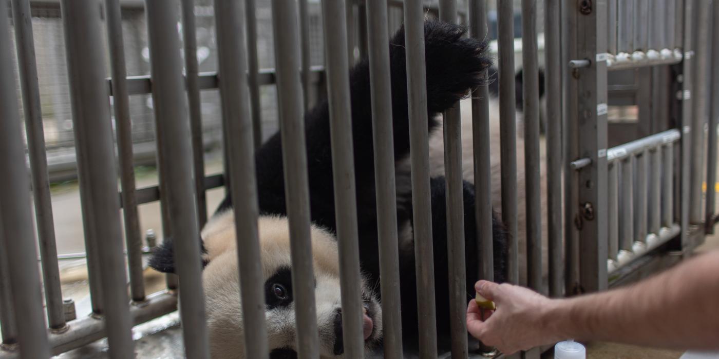 Giant panda Mei Xiang receives treats while participating in a voluntary ultrasound. 