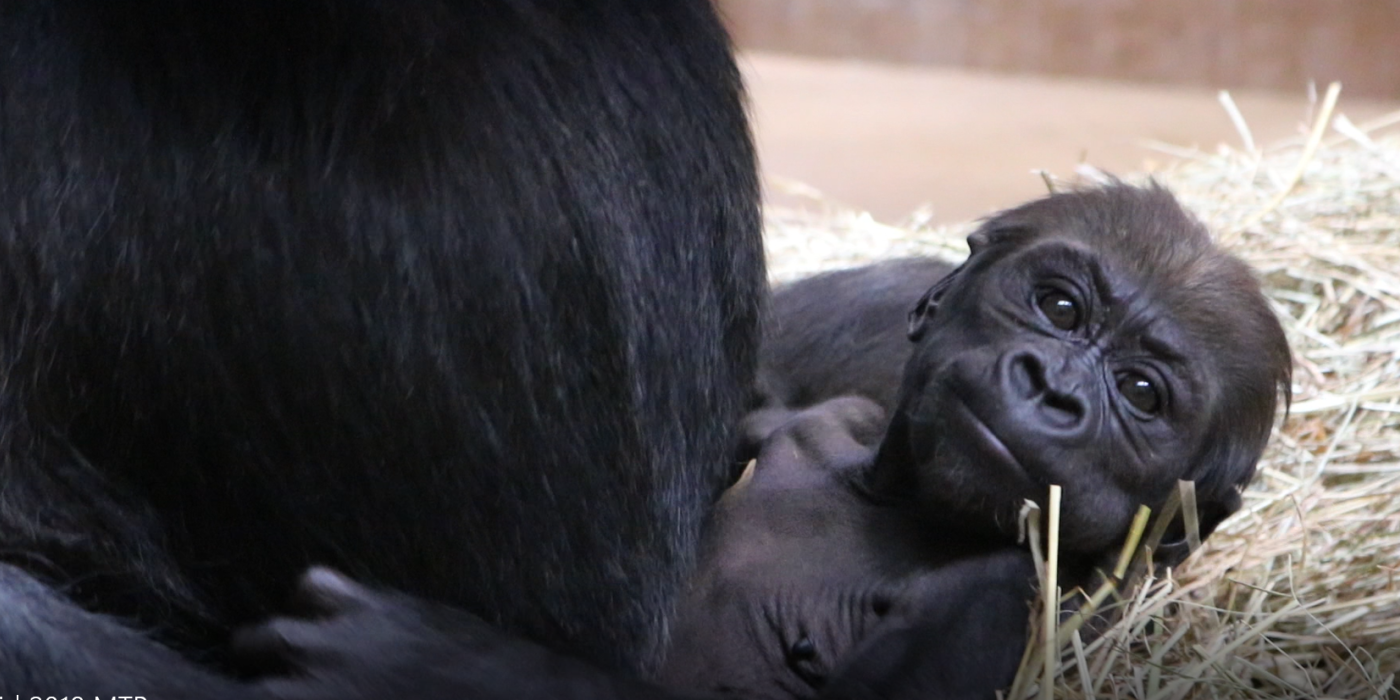 Western lowland gorilla Moke at 7 weeks old.