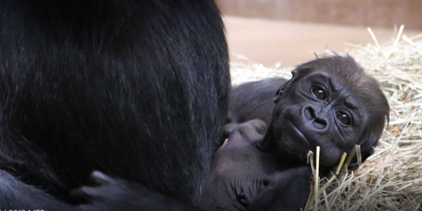 Western lowland gorilla Moke at 7 weeks old. 