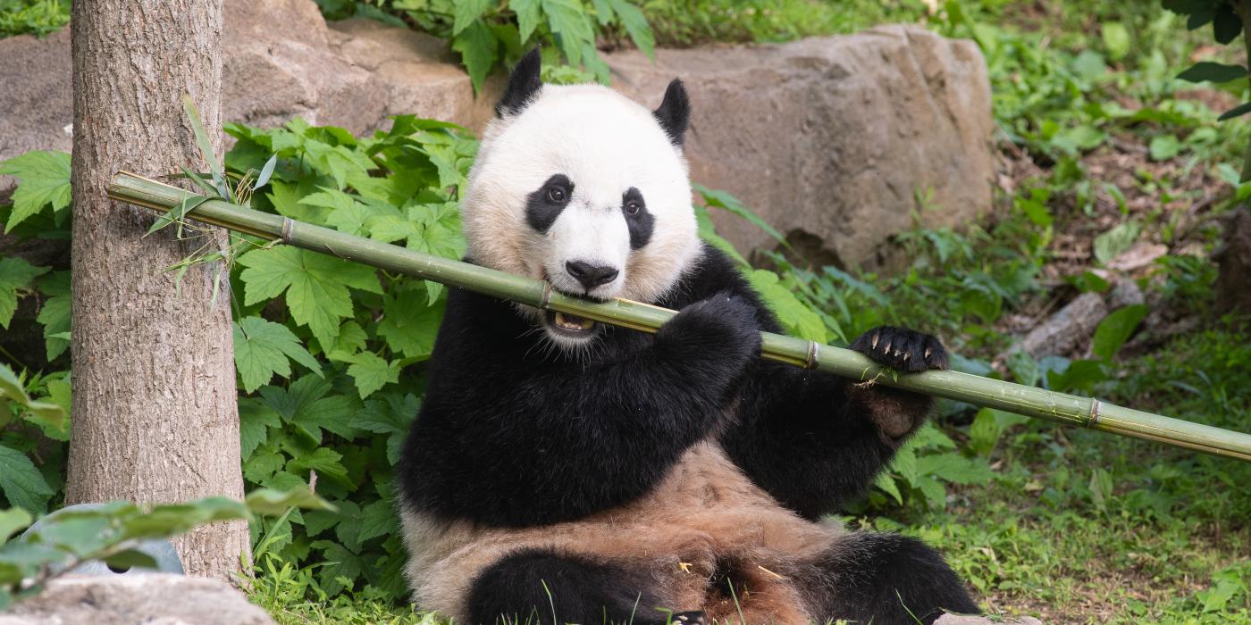 Giant panda Bei Bei munches on a bamboo stalk. Giant panda Bei Bei munches on a stalk of bamboo.