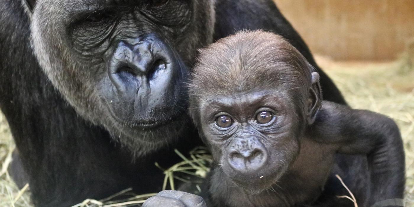 #GorillaStory: Just Like Mom | Smithsonian's National Zoo and ...