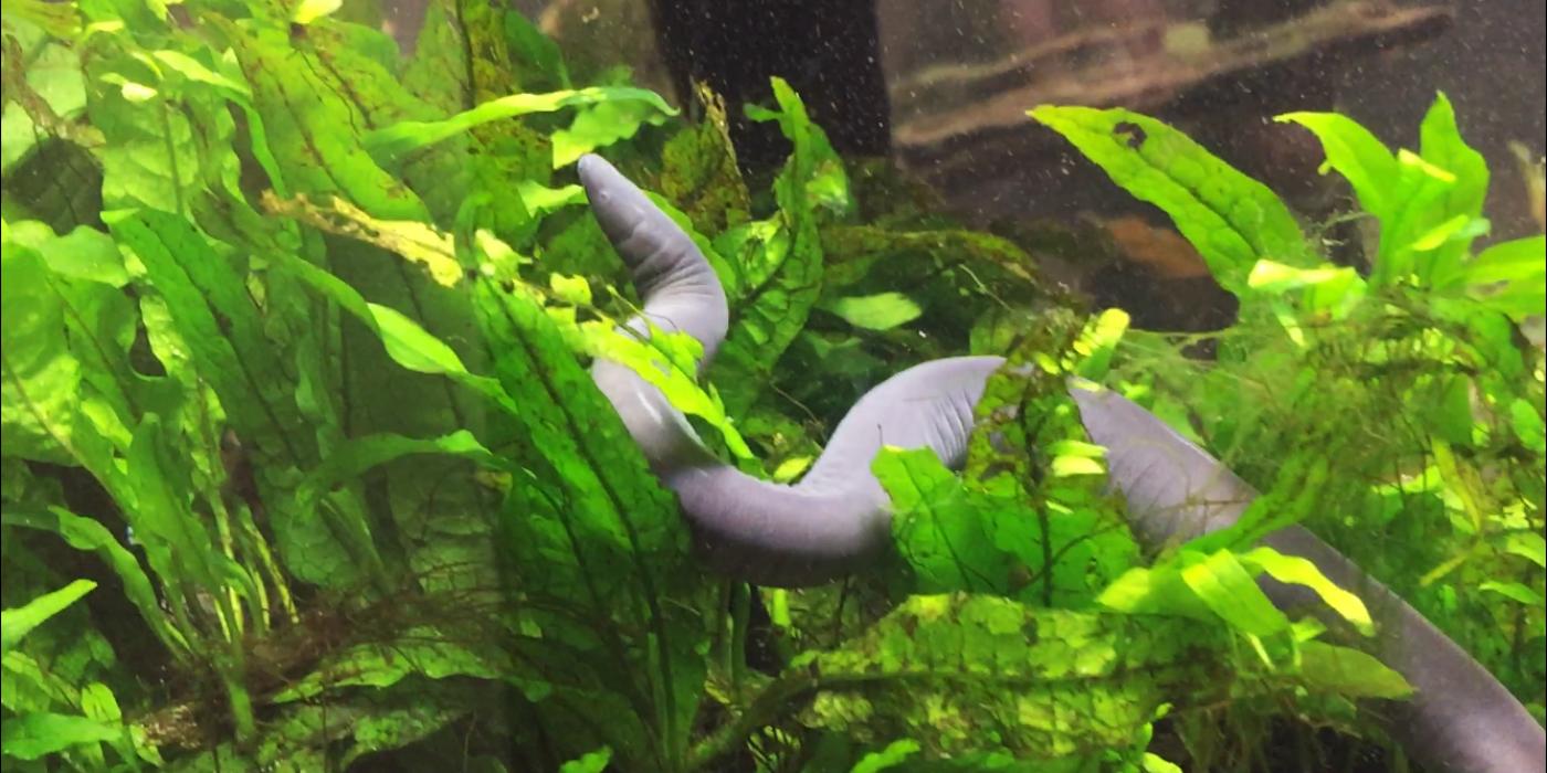 Aquatic caecilian in Amazonia. 