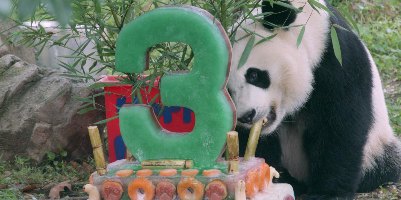 Giant Panda Bei Bei Celebrates His Third Birthday | Smithsonian's ...