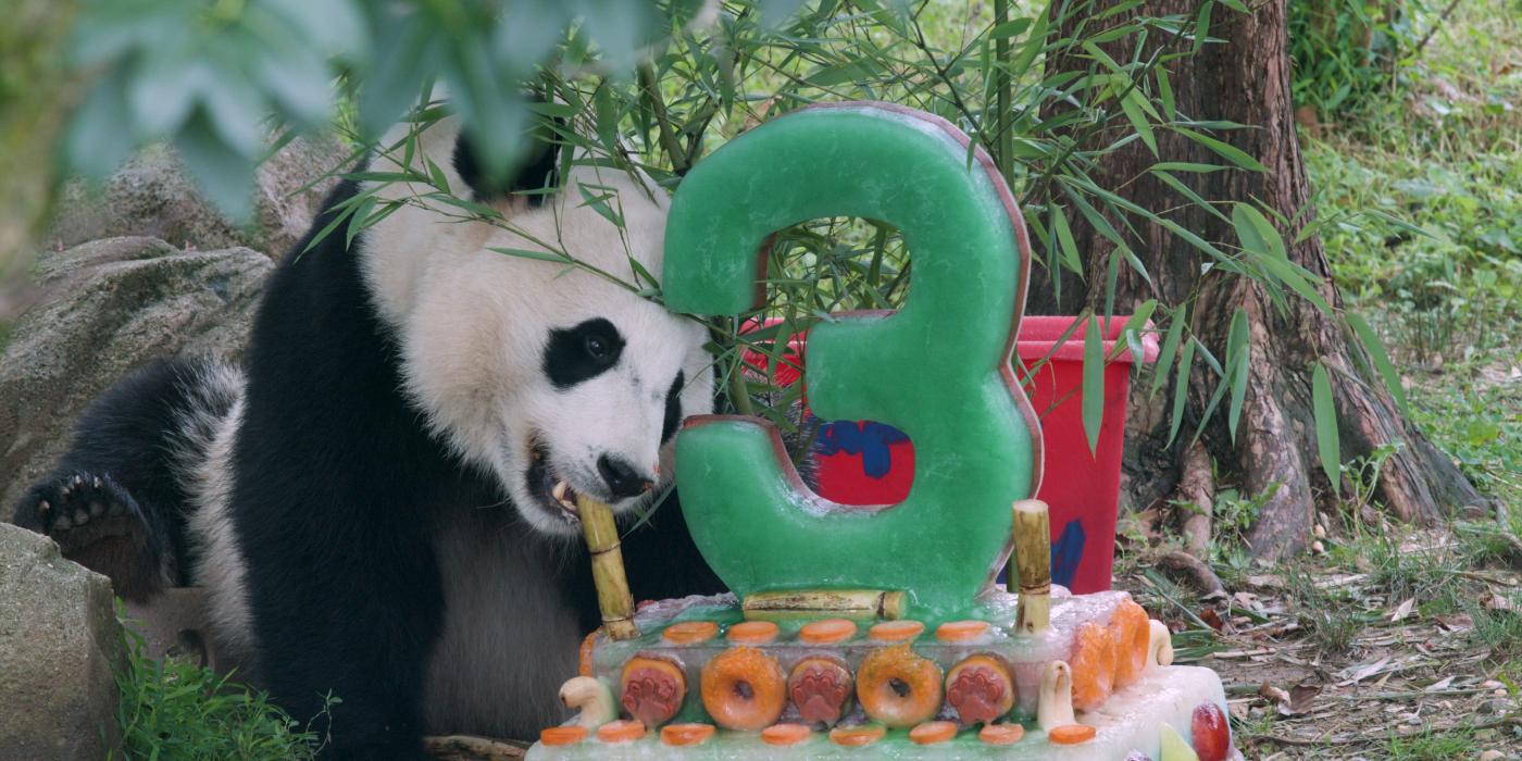 Giant panda Bei Bei turns three. 