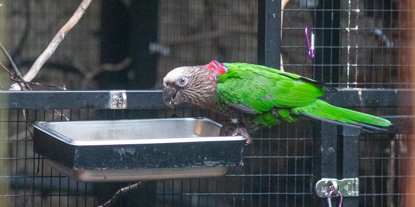 A hawk-headed parrot perched on a food tray