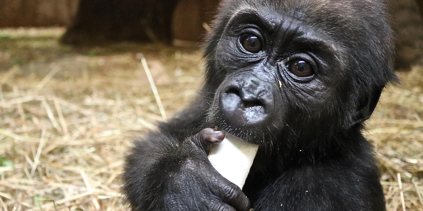 5-month-old Moke enjoys enrichment