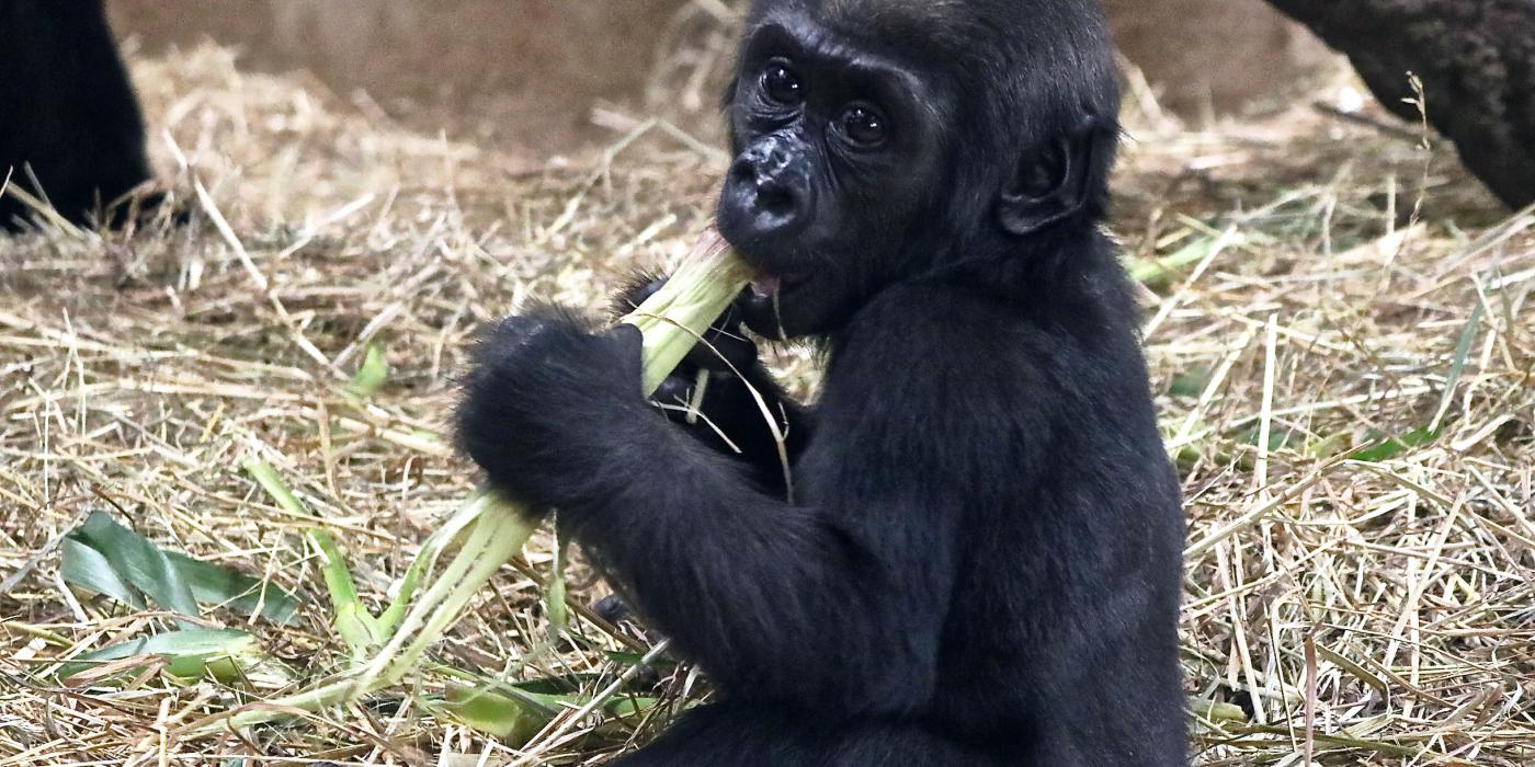 5-month-old western lowland gorilla Moke sits in a pile of hay and eats leafy greens