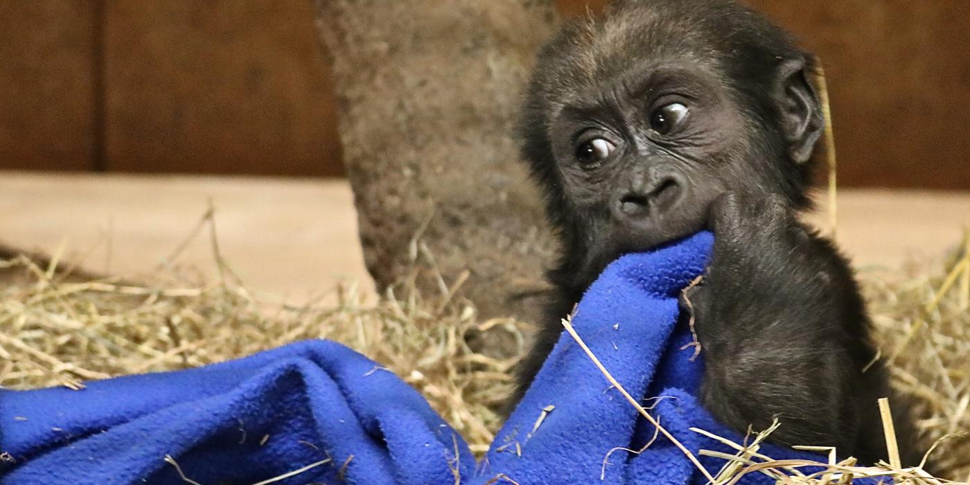 Western lowland gorilla Moke with blanket, 6 months old.