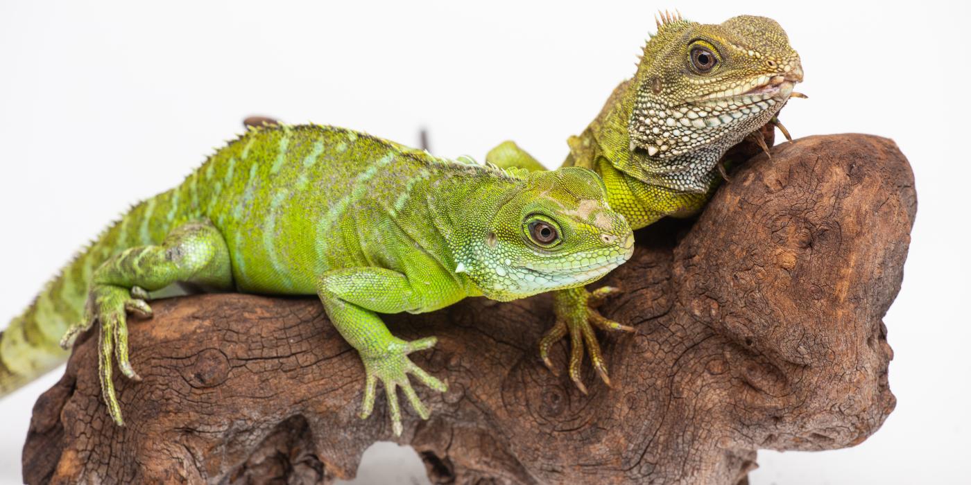 The Smithsonian’s National Zoo was the first to confirm facultative parthenogenesis in Asian water dragons, a species of lizard. A female Asian water dragon (left) hatched August 2016 and is the only surviving offspring of her 12-year-old mother (right). Photo: Skip Brown/Smithsonian's National Zoo Asian water dragon mother (top) and parthenogenic offspring (bottom).