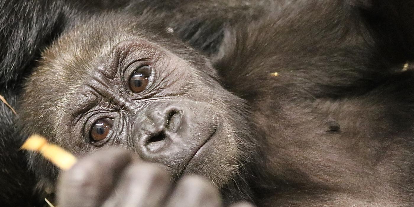 8-month-old western lowland gorilla Moke