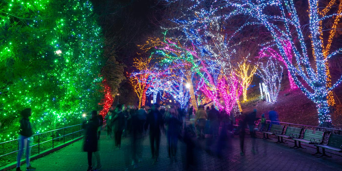 People walk down Olmstead Walk at night with trees wrapped in various colored lights along the right and hedges wrapped in green lights on the left.