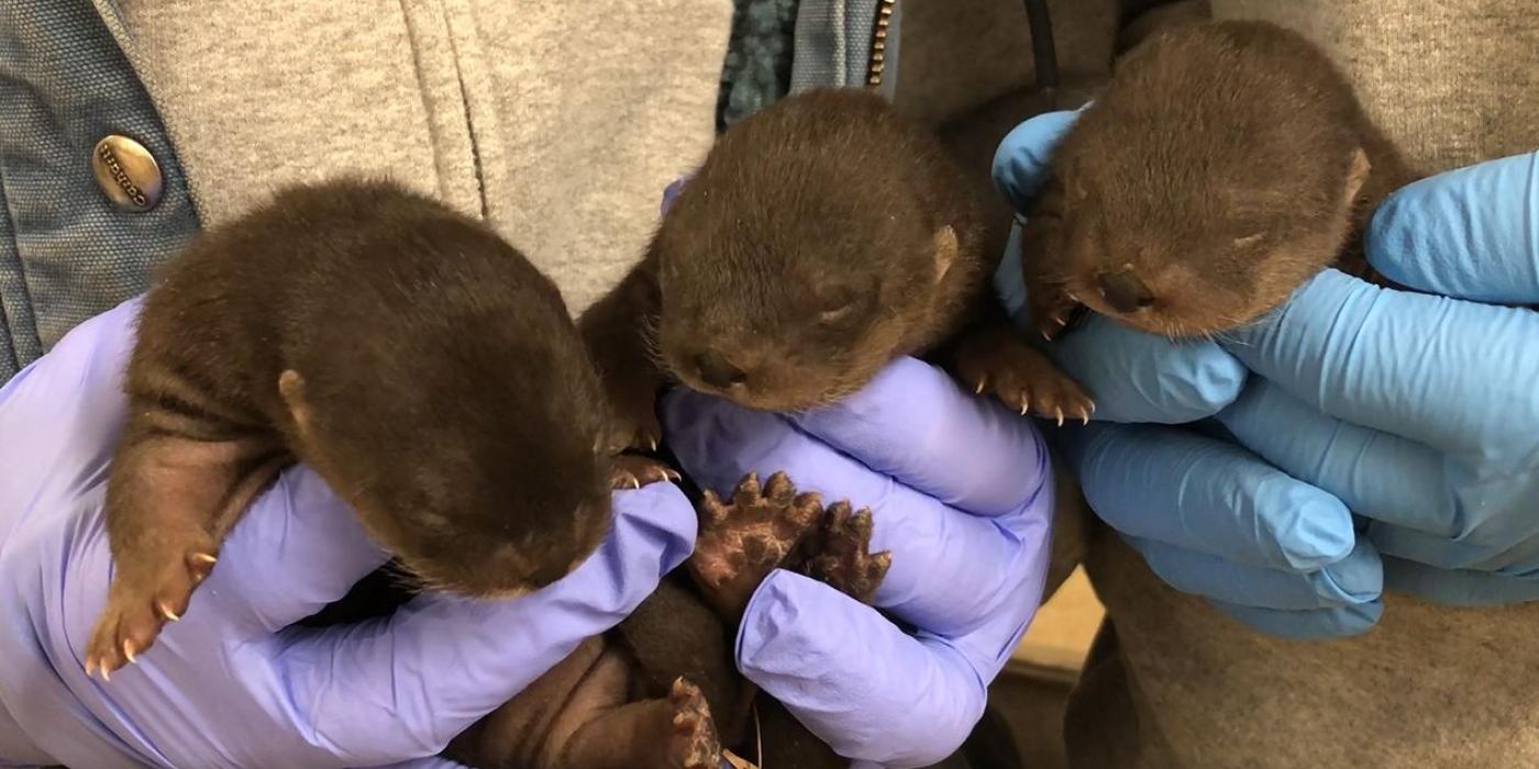 North American River Otter Pups Coquille (female), Potomac (male) and Nash (male).