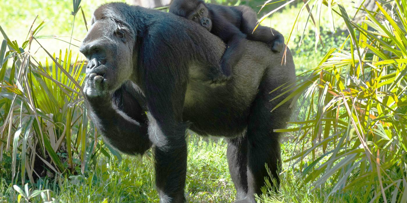 Western lowland gorilla Moke was born to mom, Calaya, in April 2018. Gorillas Calaya and Moke at the Great Ape House outdoor yard.