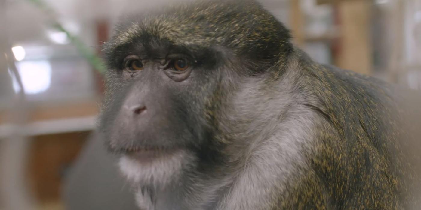 Allen's swamp monkey Nub Armstrong.