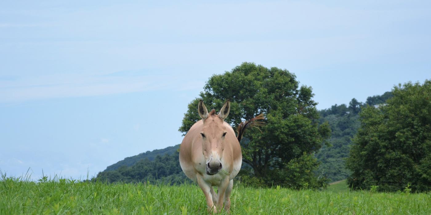 A female Persian onager, a tan colored wild ass, walking in a hilly field. 