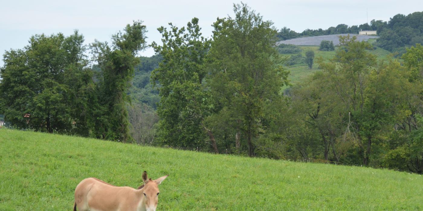 Meet the Persian Onager Mares  Smithsonian's National Zoo and