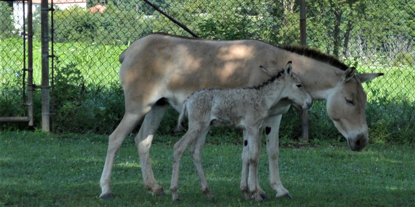 A Persian onager mare and her foal. 