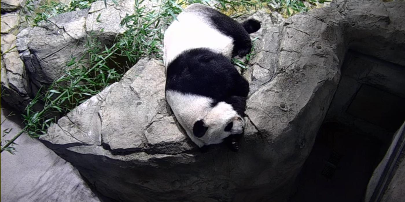 Giant panda Mei Xiang sleeping on a rock inside the panda house. 