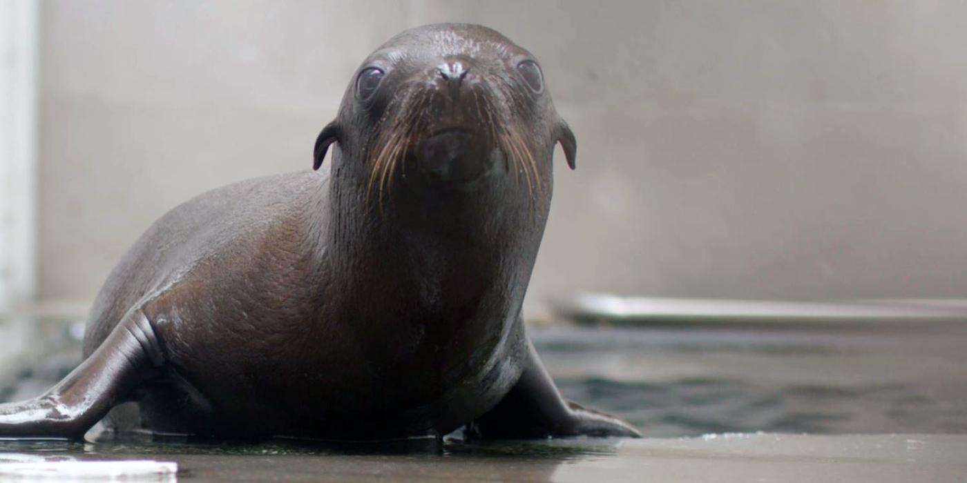 A sea lion pup behind-the-scenes at American Trail.