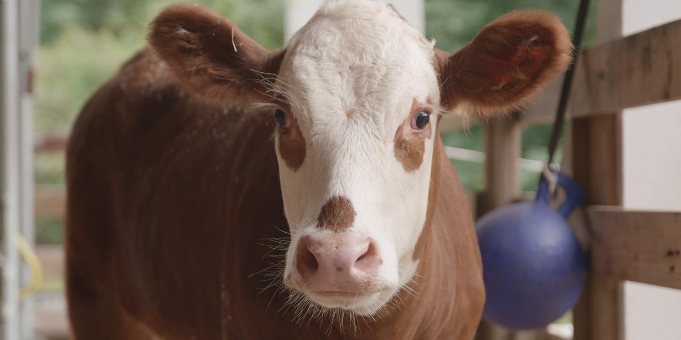 Hereford calf Willow at the Kids' Farm. 