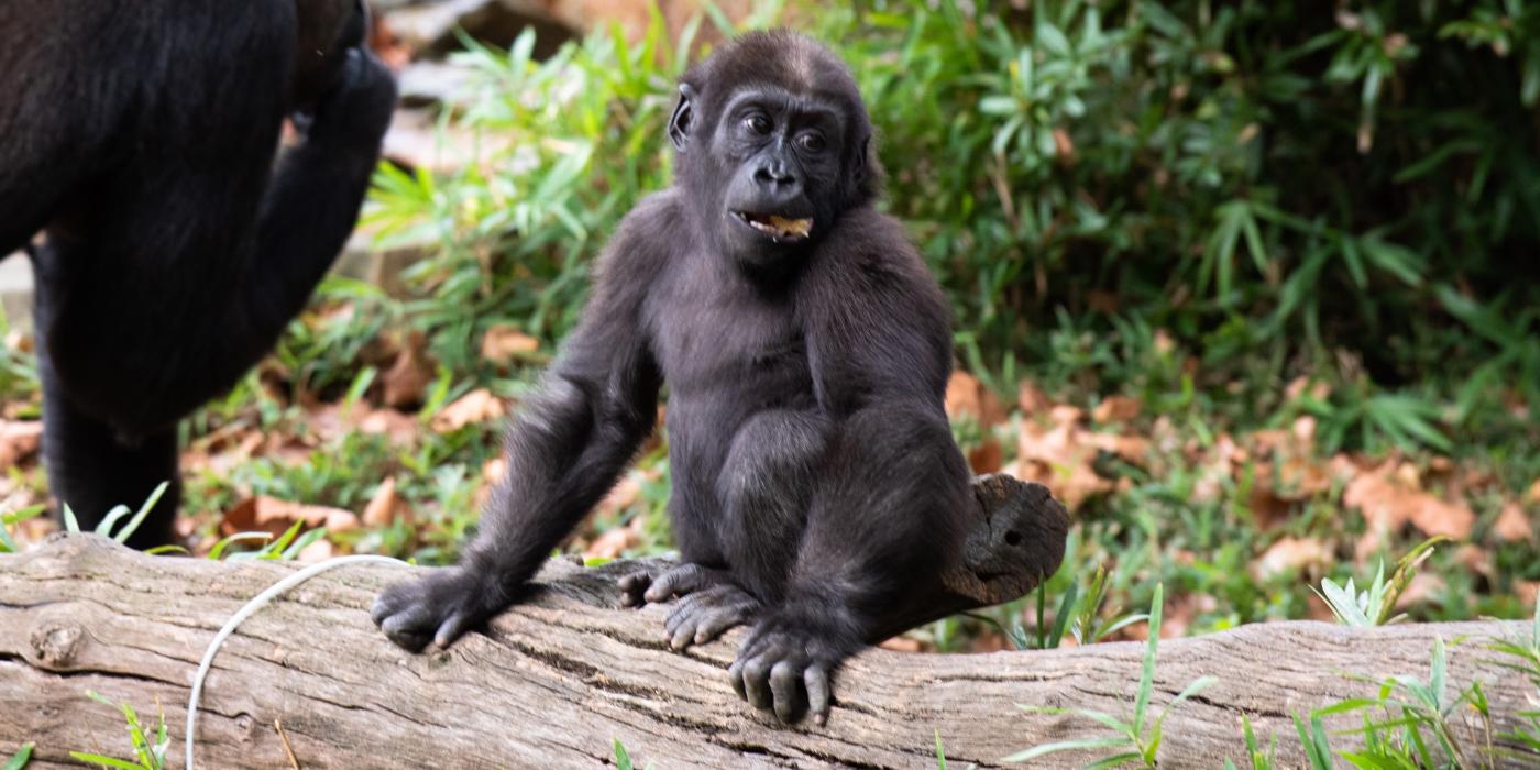 Western lowland gorilla infant Moke in his outdoor habitat.