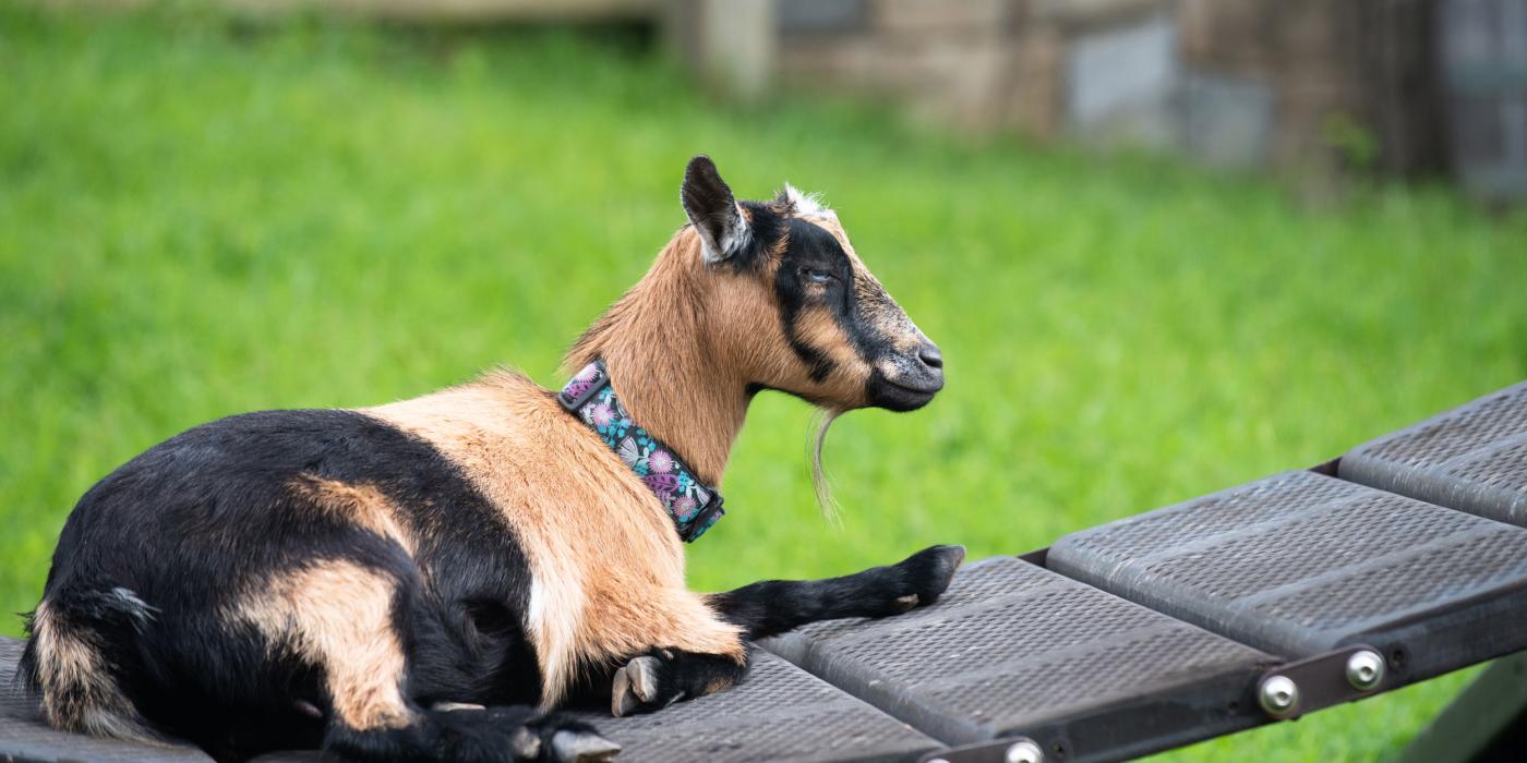 A goat rests on a small bridge in the grassy yard of the Kids' Farm exhibit at the Smithsonian's National Zoo