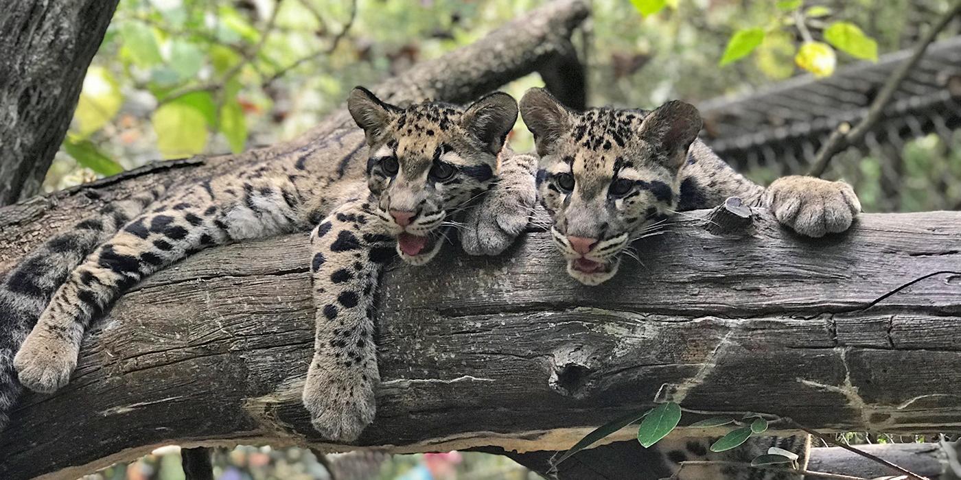 Two clouded leopard cubs with large paws and thick spotted fur rest together on a large tree limb