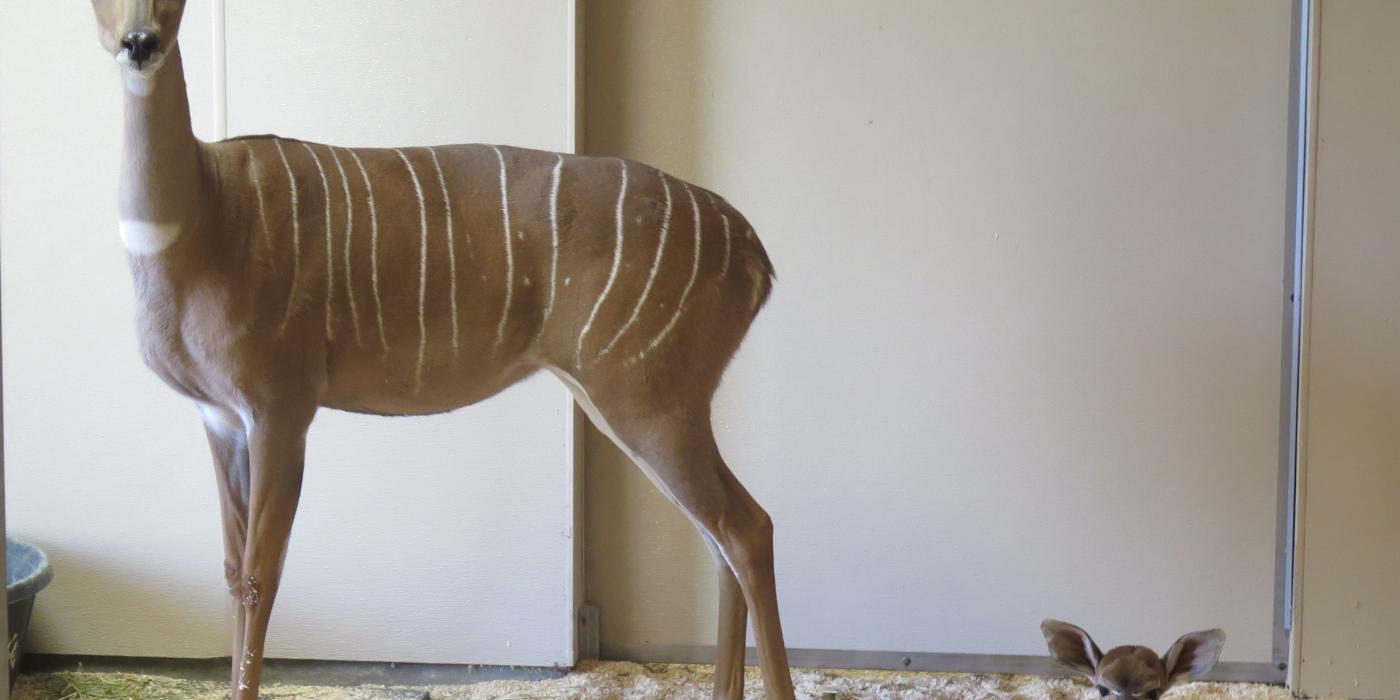 Lesser kudu female Rogue with her newborn male calf behind the scenes at the Zoo’s Cheetah Conservation Station. 