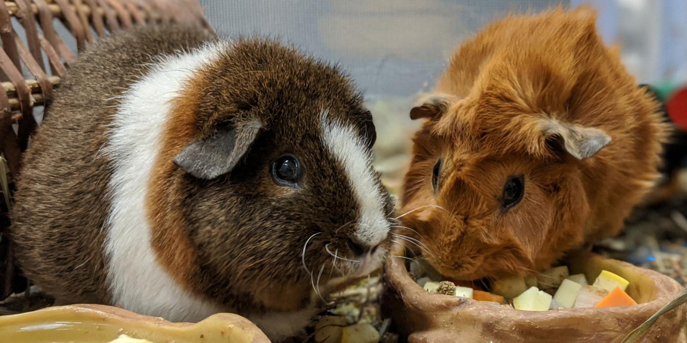 Abyssinian guinea pig food hotsell