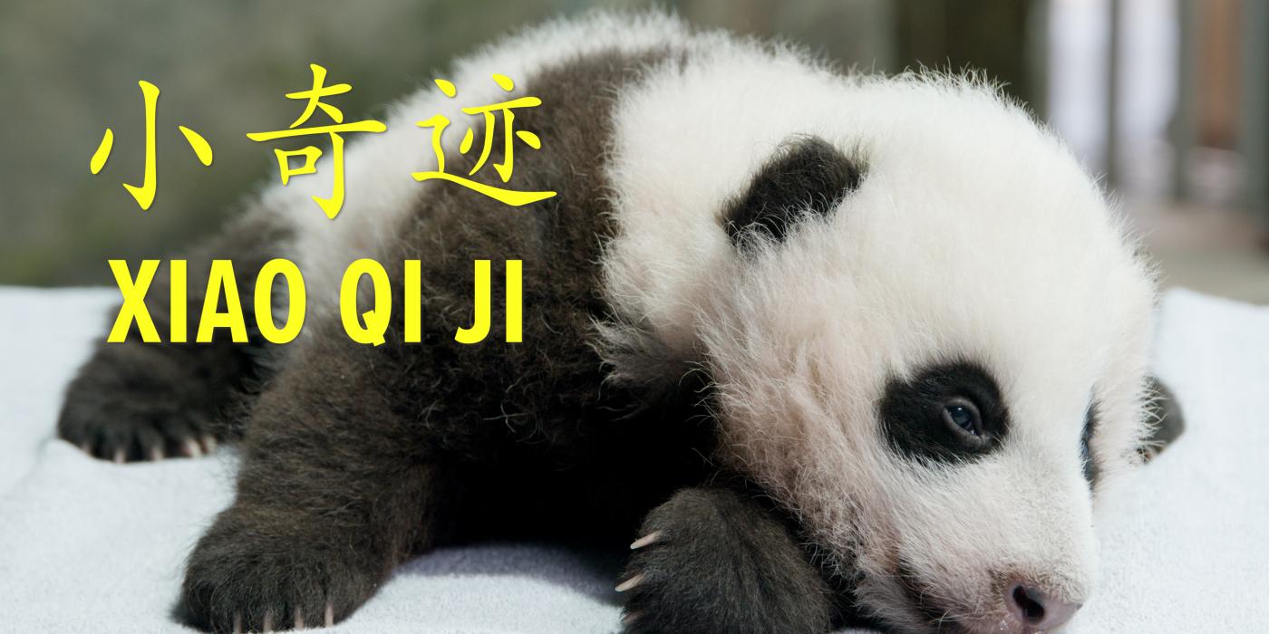 A giant panda cub with black-and-white fur, small claws and round ears. Text on the photo reads "Xiao Qi Ji" (the cub's name) in English and Mandarin Chinese