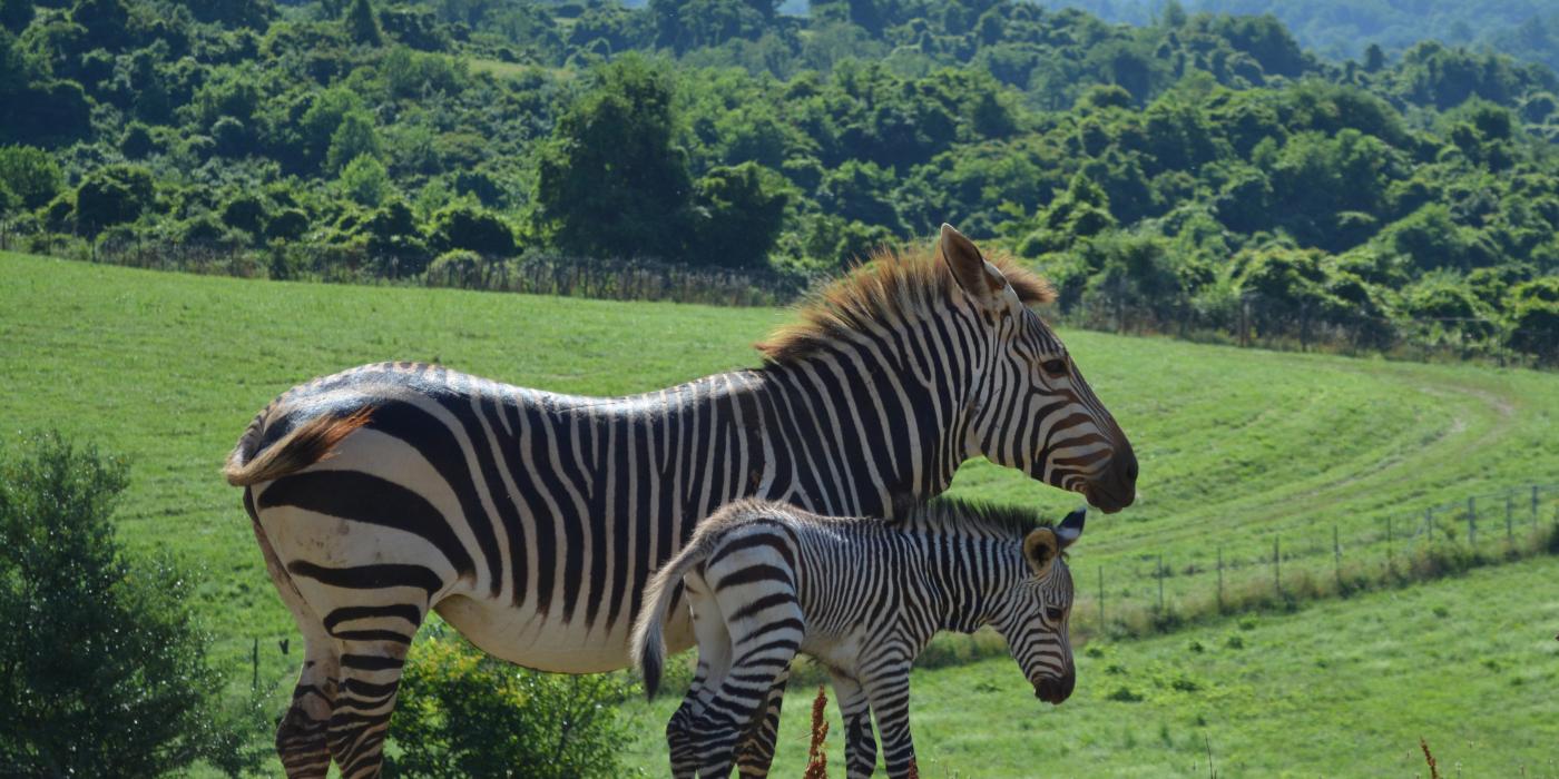 A male Hartmann's mountain zebra foal was born overnight July 2 at the Smithsonian Conservation Biology Institute in Front Royal, Virginia. For the first time in the Smithsonian Conservation Biology Institute’s (SCBI) history, ungulate keepers celebrated the birth of a male Hartmann’s mountain zebra at the Front Royal, Virginia, facility. The colt was born overnight July 2, 2020.