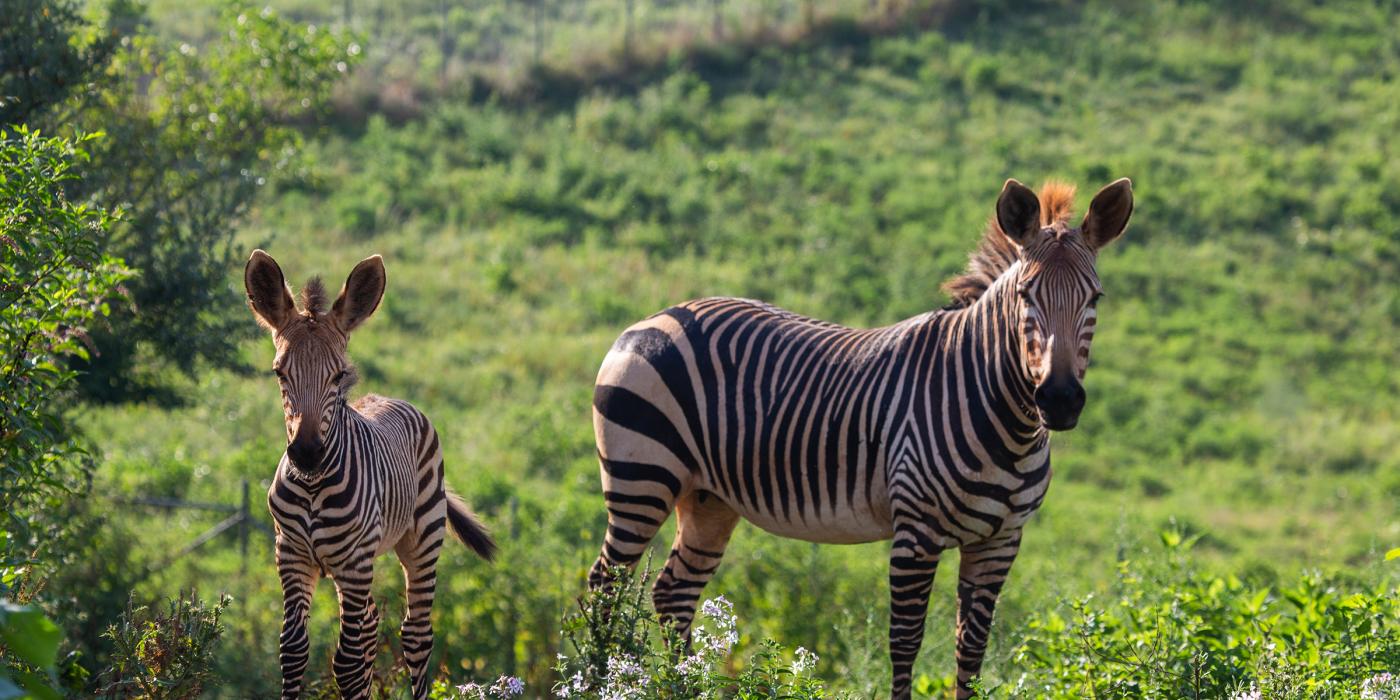 Hartmann's mountain zebra Yipes (left) at 28 days old with his mother, Mackenzie. 