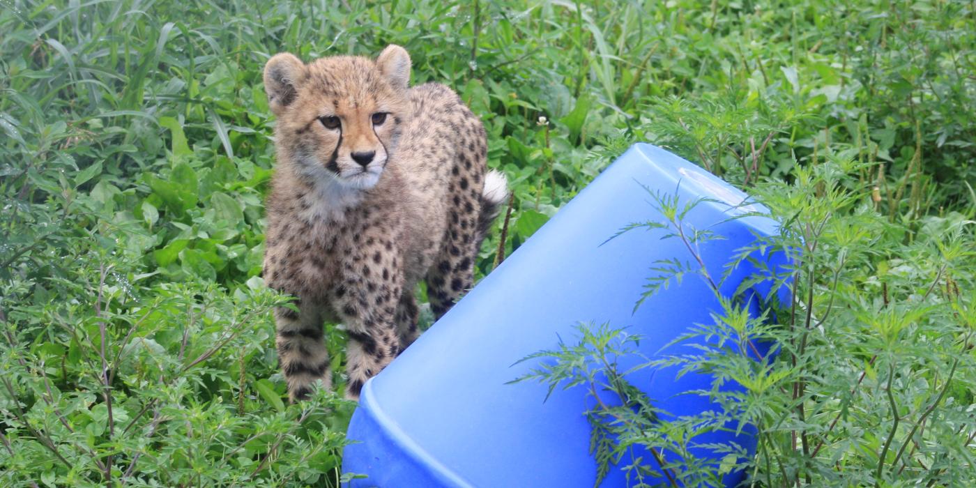 Cheetah cub next to an enrichment toy at the Smithsonian Conservation Biology Institute.