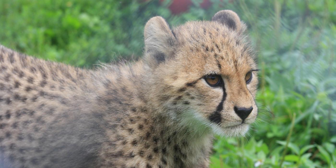 A 4-month-old cheetah cub at the Smithsonian Conservation Biology Institute. 